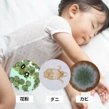 ダニ、花粉、カビ